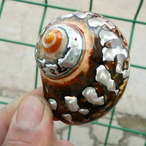Natural sea snail african - uk,