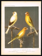 Goldfinch & Canary Mule Birds Antique Lithograph - Cassell 1878