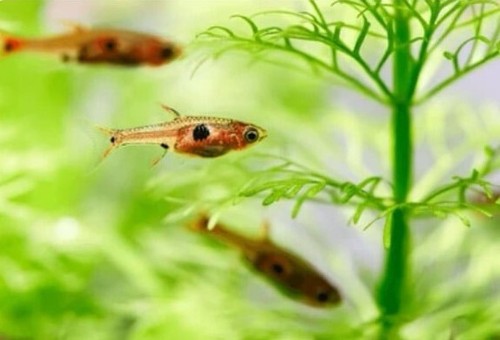 Strawberry rasbora boraras - strawberry,