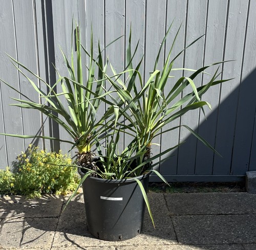 Yucca gloriosa ltr multi - yucca,