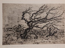 "Blackthorn On King's Tor