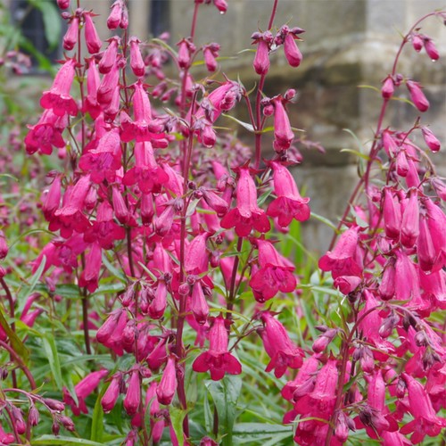 Penstemon garnet hardy - garnet,