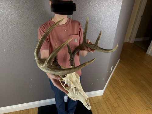 European real skull whitetail - european,