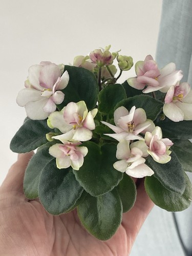 African violets two freshly - two,