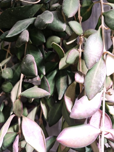 Hoya aff burtoniae - hoya, sp