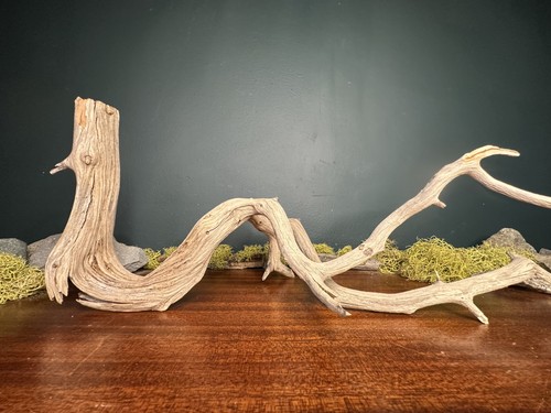 Manzanita driftwood - 17”,