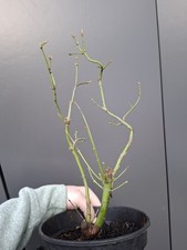 part trained twin trunk