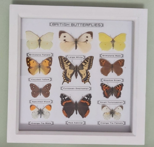 Taxidermy framed real british - taxidermy,