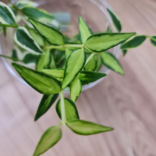 Hoya bella luis bois leaf - , 2