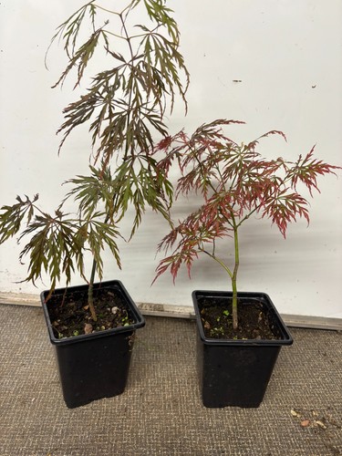 Japanese maples acer - (acer, palmatum