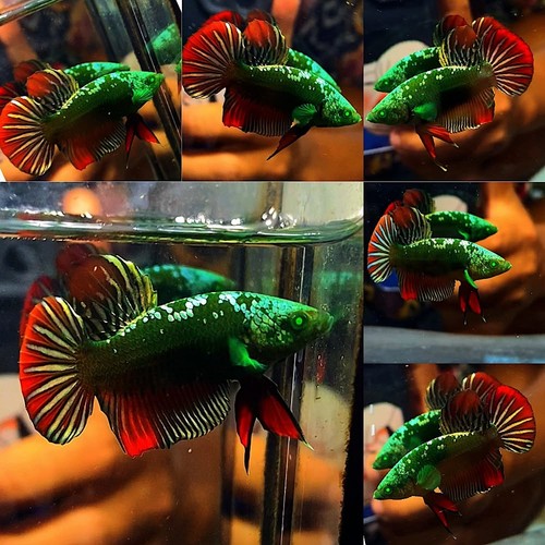 Live betta fish plakat hulk - fish,