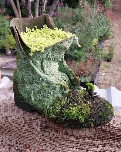 Soleirolia soleirolii - soleirolia, in