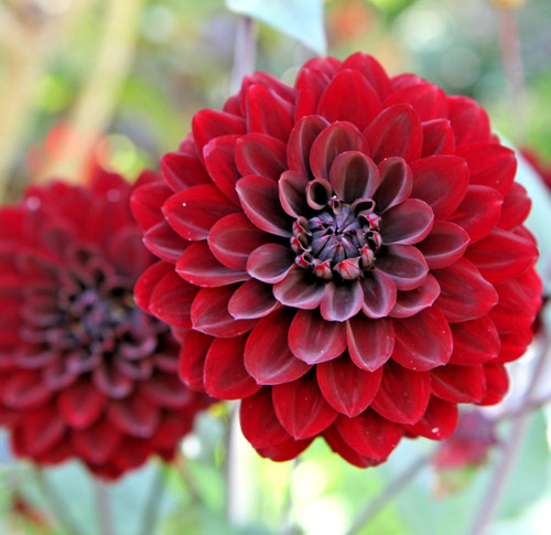 70x dahlia dwarf bloody mary - dwarf,
