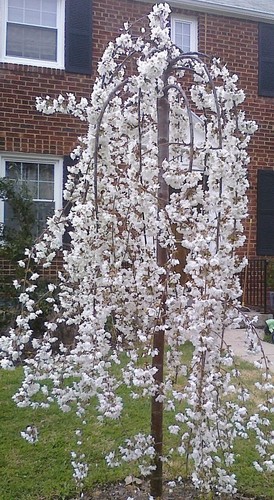 Snow showers weeping - weeping, japanese