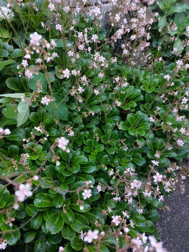 London pride plant with - london,