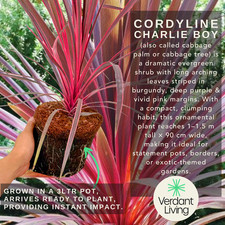 1 Large Plant - Cordyline