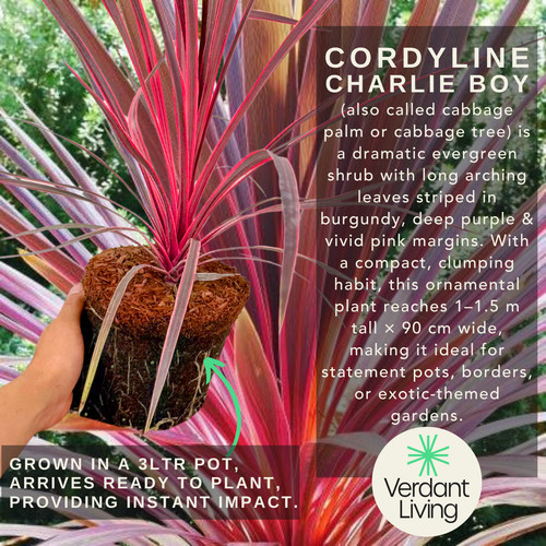 Large plant cordyline - 1,
