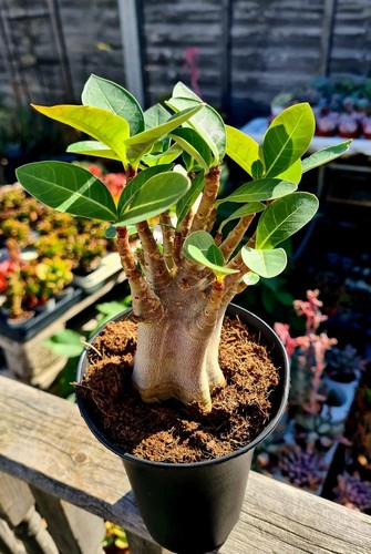 Adenium obesum desert - desert, rose