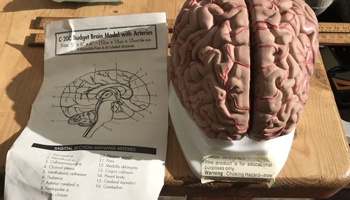 Vintage brain model - brain,