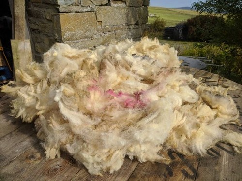 Organic sheep fleece native - fleece,,