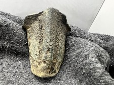 Large Medieval Cauldron /