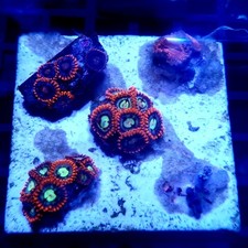 WYSIWYG Coral garden A - 2"x2" Mixed Zoas - See description corals frag frags
