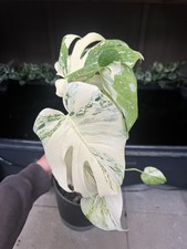 LARGE FORM MONSTERA ALBO PLANT