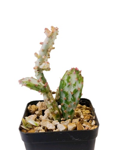 Opuntia monacantha - opuntia, f