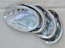 SET OF FOUR Natural Abalone /