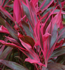 Club Lily Paso Doble - 2 to 4L Pot - Cordyline australis