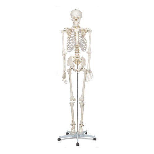 Life size human skeleton - human,