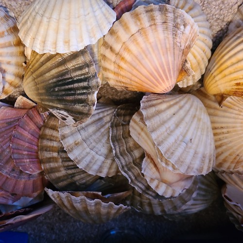 Scallop shells curved - shells.,