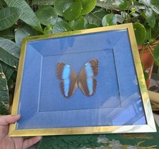 Vintage Framed Blue Morpho