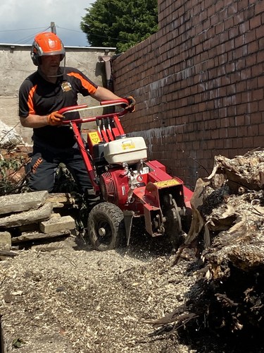Garden tree hedge - hedge, stump