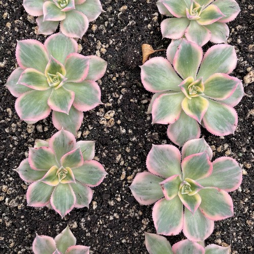 Aeonium arboreum sunburst - arboreum,