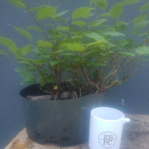 Elm bonsai tree raft style - tree,