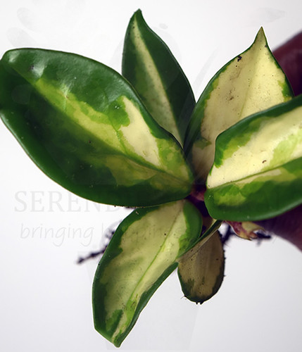 Hoya carnosa tricolor wax - hoya, 'tricolor'