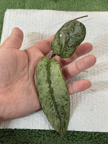 Hoya mitrata buntok - sp,