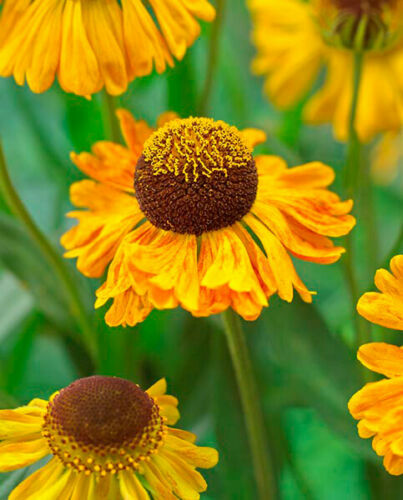 Seeds helenium carmen - helenium,