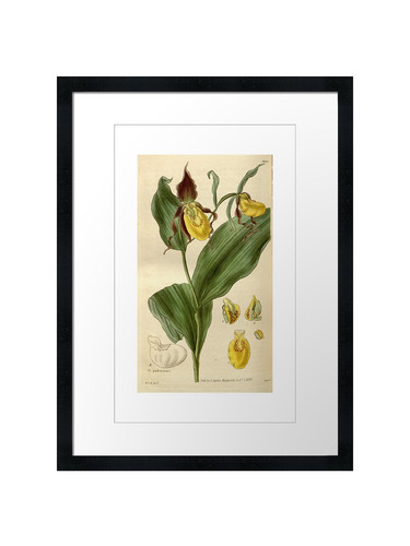 Cypripedium parviflorum