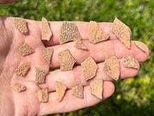 Theropod Dinosaur Eggshell Fossils LOT OF 20 China Cretaceous Raptor Dino Egg