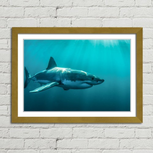 Great white shark - great,