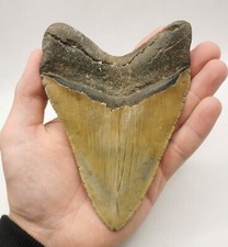 Megalodon Shark Tooth! 14.3 cm edge length! Shark Tooth Fossil USA