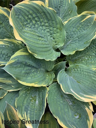 Hosta inspire greatness - hosta, greatness’