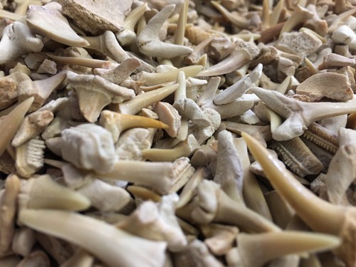100 gram bag shark - shark, tooth
