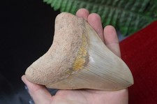 #A1 ,LOVELY BIG! 5.5"  GENUINE