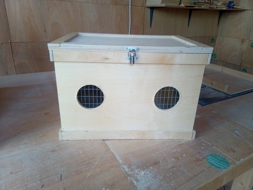 Twin rabbit guinea pig show - twin,
