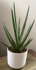 Snake Plant, Approx 40cm Tall