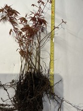 Ten Second Year Seedlings Acer