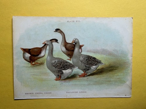 Antique print 1906 biggle - print,